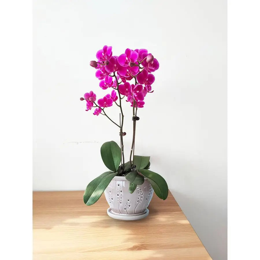 Ceramic Orchid Pot