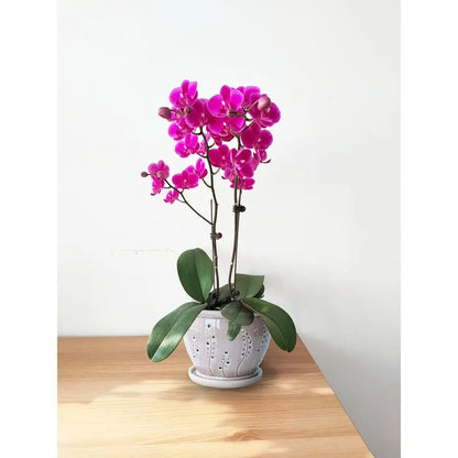 Ceramic Orchid Pot